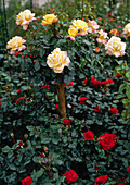 Rosa 'Gloria Dei' (Edelrose)