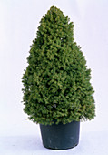 Picea glauca 'Conica' (Zuckerhutfichte) im Topf ungeschmückt