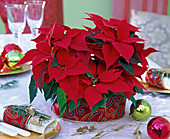 Euphorbia pulcherrima (Weihnachtsstern, rot) in mit Samtband dekoriertem Topf