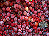 Fruits of Malus (ornamental apple) in hoarfrost
