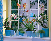 Theme window, theme orchids