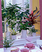 Themenfenster: Thema buntlaubige Pflanzen