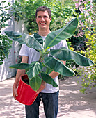 Young man with Musa ensete (ornamental banana)