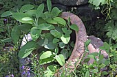 Salvia 'Berggarten' (sage) in half sunken terracotta pot