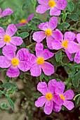 Cistus (Zistrose)