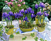 Iris reticulata (dwarf beardless iris) in cups and cereal bowl