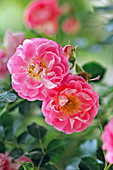 Blüten von Rosa 'Charmant' (Rose), Zwergrose, leicht duftend, gesund, robust