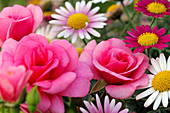 Blüten von Rosa 'Medley Pink' (Rose), Chrysanthemum coccineum