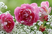 Rosa 'Charmant' (rose), Zwergrose, süß duftend, gesund