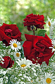 Rosa Rosa 'Sorrento' (ground cover rose), robust