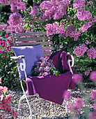 Chair next to flowering syringa (lilac)