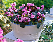 Cyclamen coum in Grandma's enameled bowl