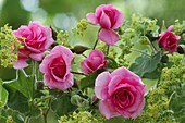 Rosa 'Medley Pink' (Beetrose), öfterblühend, kein Duft, Alchemilla
