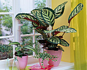 Calathea princeps und Calathea roseopicta (Korbmaranten), Ficus pumila 'Sunny'