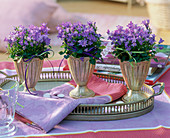 Campanula isophylla in silver cups on tray