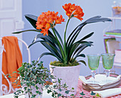 Clivia (clivia), Hedera (ivy, variegated) on the table, tray