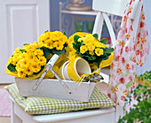 Primula acaulis in yellow tissue paper in wooden basket