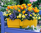 Tulipa 'Flair' (Tulpen), Viola wittrockiana (Stiefmütterchen)
