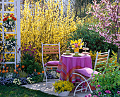Seating on a small terrace in front of blooming forsythia