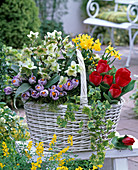 Helleborus (Christmas rose), Tulipa 'Red Paradise' (tulips)