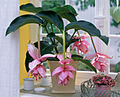 Medinilla (Medinille), Fittonia (Fittonie) am Fenster, Keramikdosen, Tablett