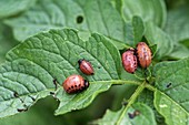 Leptinotarsa decemliniata (potato beetle larvae)