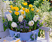 Tulipa (tulip), Hyacinthus (hyacinth), Myosotis