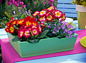 Green wooden box with Primula acaulis (spring primroses)