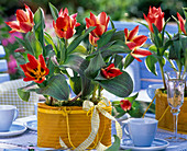 Tulipa Greigii 'Plaisir' (Tulpen) in gelben Metallkörbchen