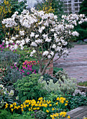 Magnolia stellata (Star magnolia), Narcissus 'Tete-a-Tete' (Daffodils)