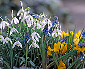 Crocus chrysanthus (Krokusse), Galanthus (Schneeglöckchen)