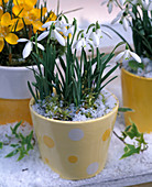 Galanthus (Snowdrop) in the snow