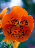 Viola wittrockiana 'Cats Orange' (Pansy)