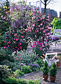 Camellia 'Spring Festival' 'Mrs.Tingley' (Kamelien)