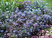 Corydalis flexuosa 'Purple Leafed' (Blauer Lerchensporn)