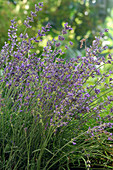 Lavandula (lavender)