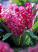 Hyacinthus 'Jan Bos' (pink hyacinth)