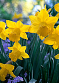 Narcissus 'Carlton' (Narcissen)