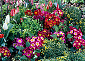 Primula acaulis (spring primroses), Erysimum (golden violet)