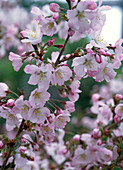 Twig of Prunus kurilensis 'Ruby' (pink-flowering Kurile cherry)