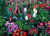 Tulipa (tulips), Primula acaulis (spring primroses), Euphorbia (spurge)