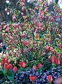 Ribes sanguineum (blood currant), tulipa (tulips)