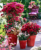 Rhododendron ' Toreador ' 'Hino Crimson' (Japanische Azaleen)