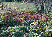 Helleborus orientalis und niger (Lenzrosen und Christrosen)