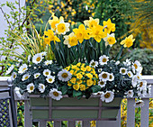Weiß-gelb bepflanzter Kasten mit Narcissus (Narzissen), Chrysanthemum