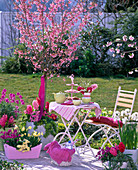 Fragrant terrace: Prunus kurilensis 'Ruby' (pink Kurile cherry)