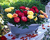 Pink (pot roses), yellow and red