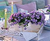 Campanula table decoration