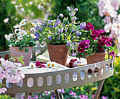 Bellis (daisy), Myosotis (forget-me-not)