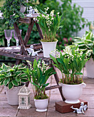 Convallaria majalis (lily of the valley) in white ceramic planters
